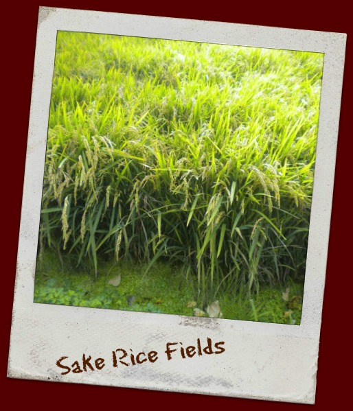 BC Sake Rice Fields
