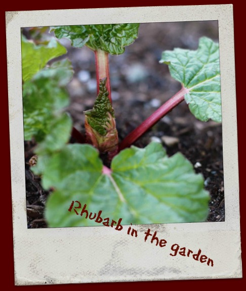 Local Rhubarb growing in the garden